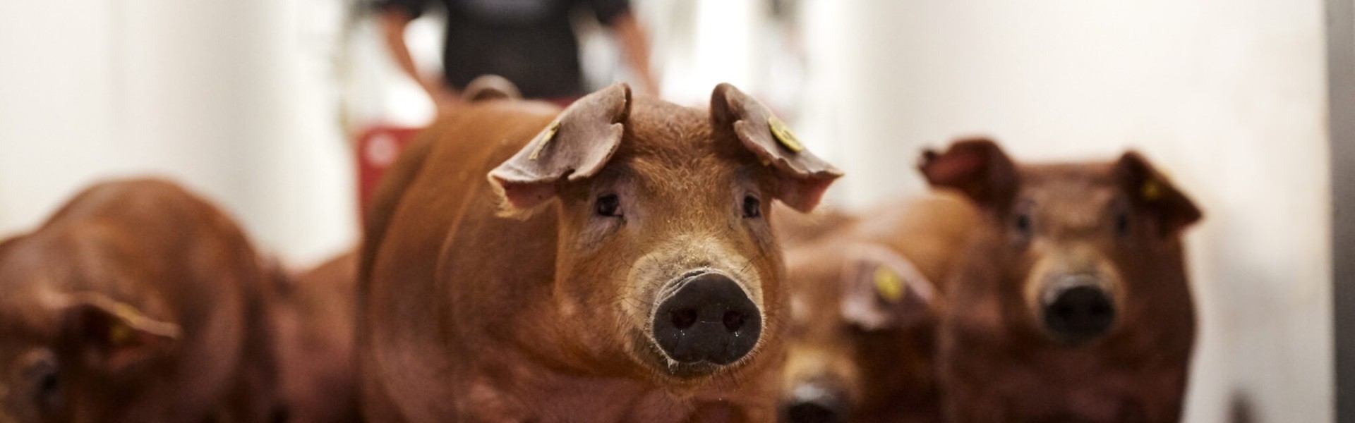 Duroc-biggen-2048x1366.jpg