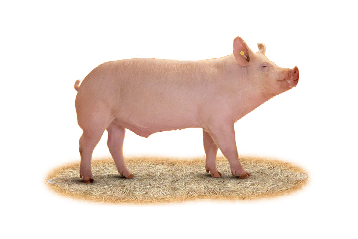 Pig_1-(1).png