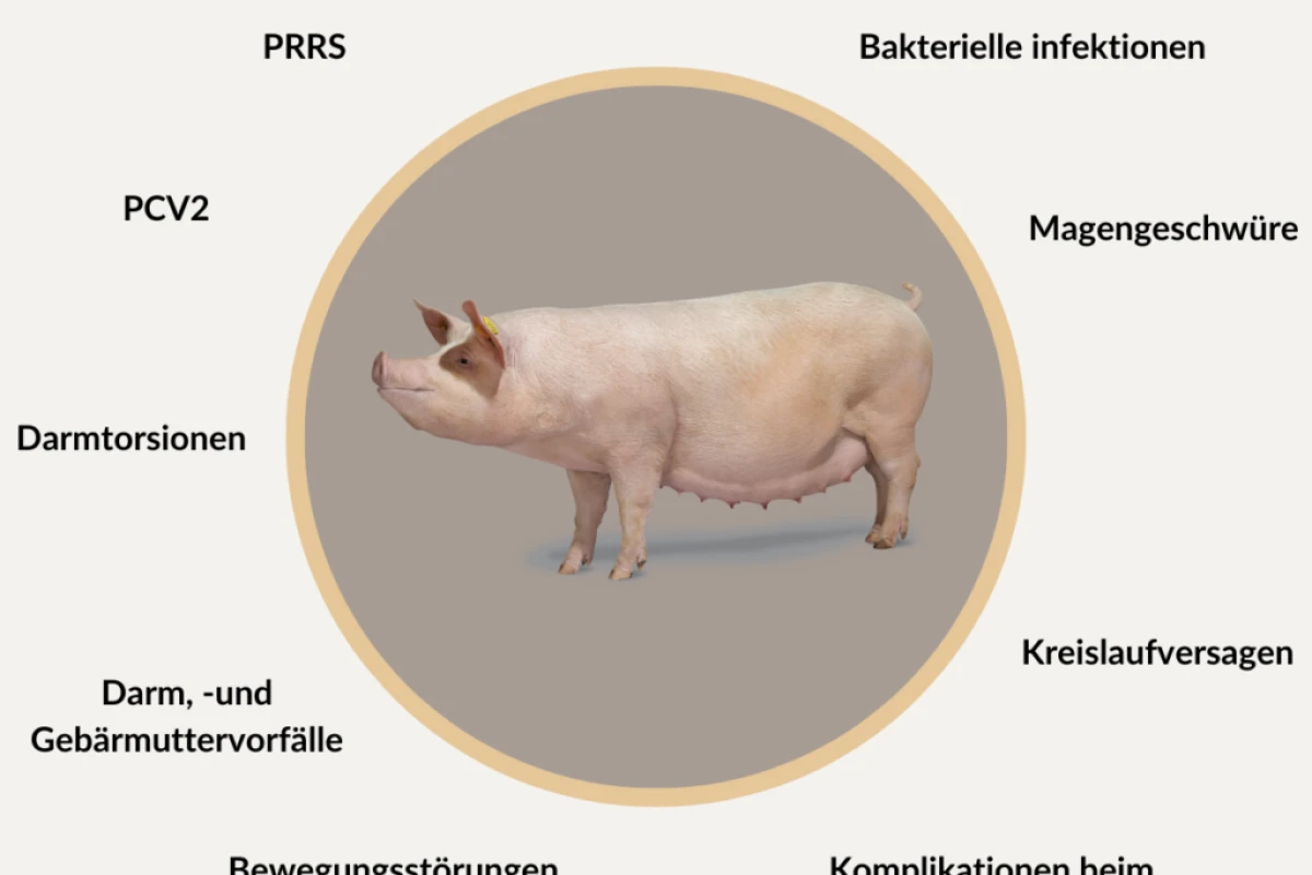 DE_Breed-for-all-round-robustness-1024x1024---DanBred-Artikel-Robustheit.webp